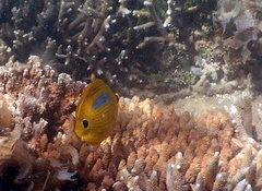 Chaetodon plebeius