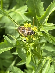 Apis mellifera
