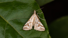 Sedenia rupalis