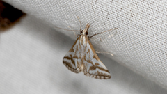 Sedenia rupalis