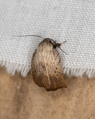 Tortricopsis pyroptis