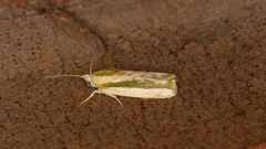 Earias huegeliana