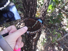 Morpho helenor achillides