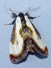 Eudryas grata