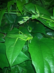 Steirodon