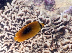 Chaetodon speculum