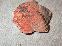 Trilobita