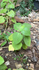 Coleus amboinicus