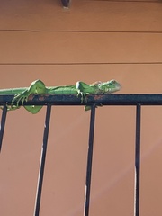 Iguana iguana