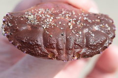 Cycloxanthops novemdentatus