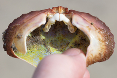 Cycloxanthops novemdentatus