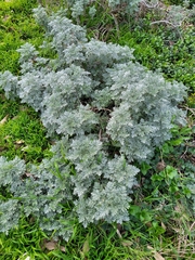 Artemisia thuscula