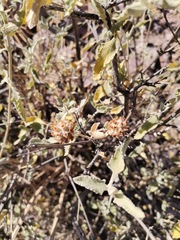 Buddleja marrubiifolia
