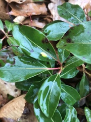 Mycosphaerella colorata