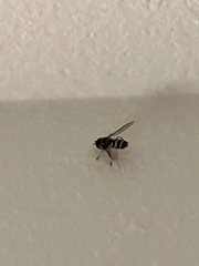 Syrphus knabi
