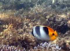 Chaetodon ulietensis