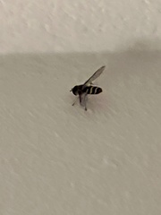 Syrphus knabi