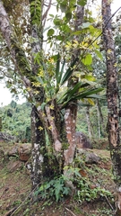 Encyclia