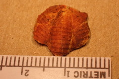 Trilobita