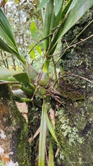Encyclia