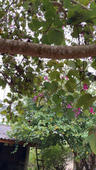 Bauhinia × blakeana