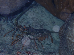 Panulirus guttatus