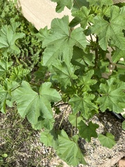 Malva parviflora