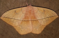 Lonomia electra
