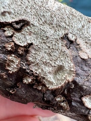 Dentocorticium portoricense