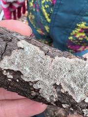 Dentocorticium portoricense
