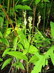Liparis loeselii