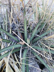 Agave lechuguilla