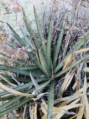 Agave lechuguilla