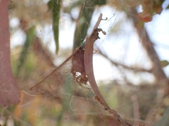 Cyrtophora exanthematica