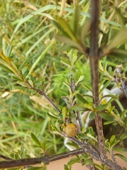 Olearia solandri