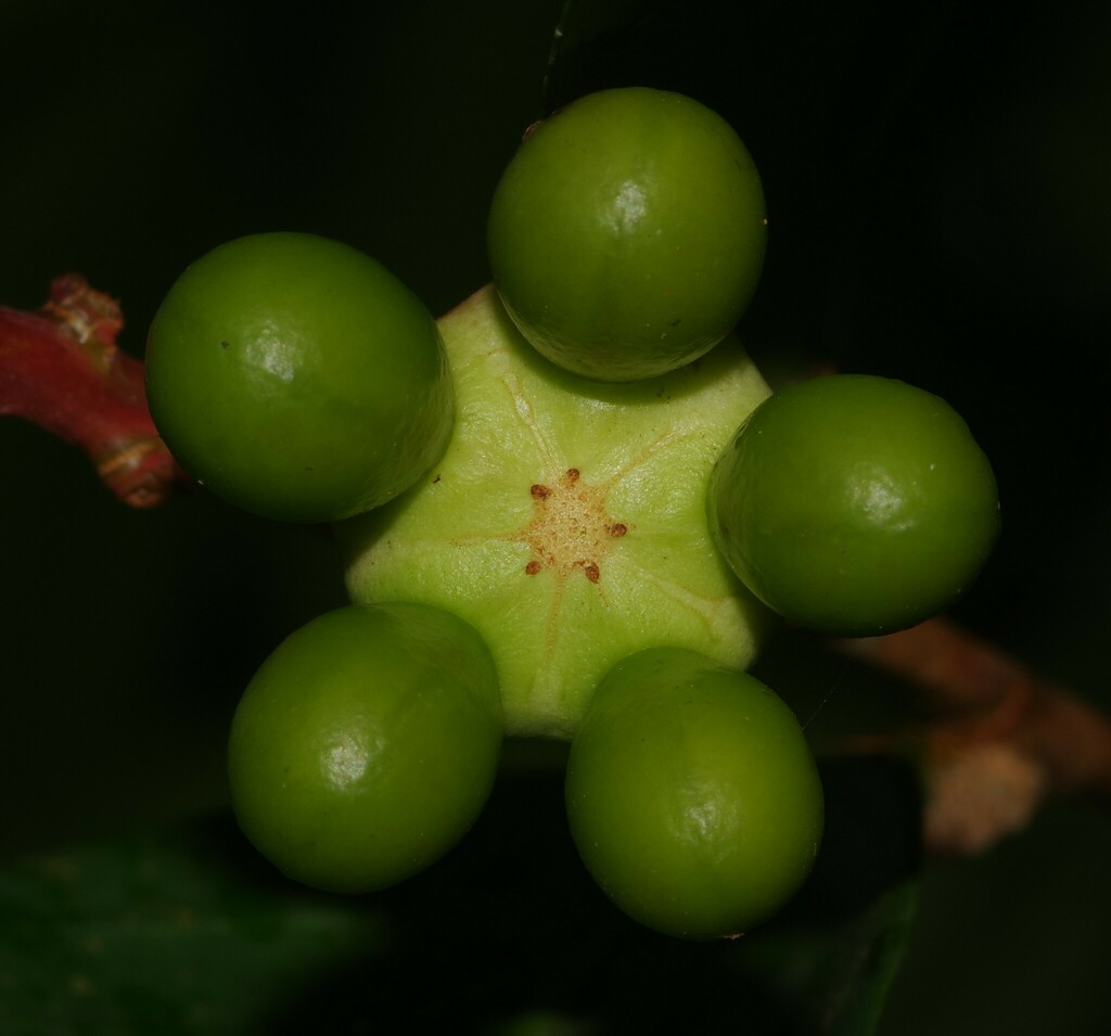 Ouratea erecta