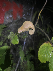 Calumma oshaughnessyi