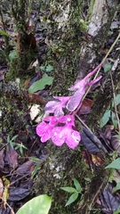 Comparettia falcata