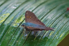 Ectomis auginus