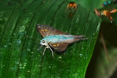 Ectomis auginus