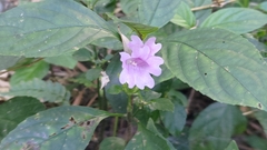 Strobilanthes cusia
