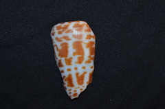 Conus spurius