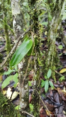 Comparettia falcata