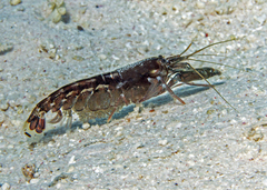 Alpheus novaezealandiae