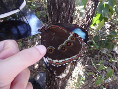 Morpho helenor achillides