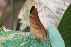 Archaeoprepona demophon