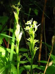 Liparis loeselii
