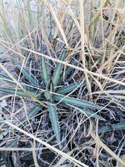 Agave lechuguilla