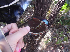 Morpho helenor achillides