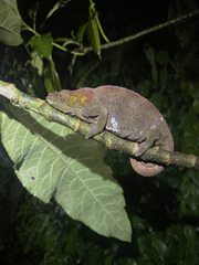 Calumma crypticum